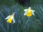 daffodils1r.jpg (15730 bytes)
