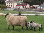 sheep1r.jpg (3488 bytes)