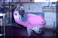 pinky.jpg (42741 bytes)